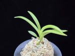 삼취전 三翠殿 Sansuiden