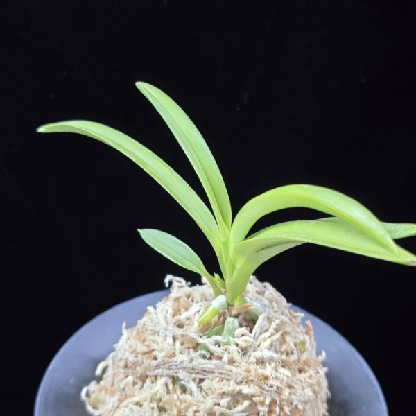 삼취전 三翠殿 Sansuiden
