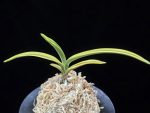 취보 翠宝 Suihou