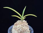 취보 翠宝 Suihou