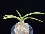 취보 翠宝 Suihou