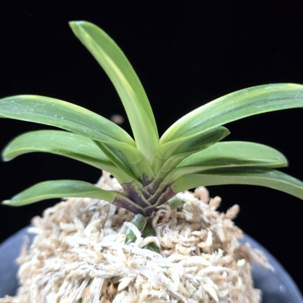 비금 轡錦 Kutsuwa nishiki