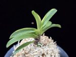 비금 轡錦 Kutsuwa nishiki