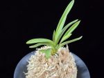 공주 公主 Gongju
