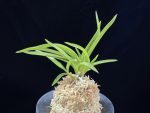 홍매 紅梅 Kobai