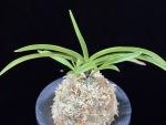 홍매 紅梅 Kobai