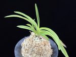홍매 紅梅 Kobai