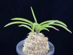 홍매 紅梅 Kobai