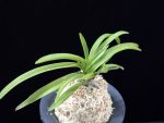 홍매 紅梅 Kobai