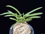 홍매 紅梅 Kobai