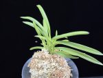 홍매 紅梅 Kobai