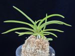 홍매 紅梅 Kobai