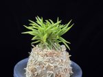 청룡사자 青龍獅子 Seiryujishi