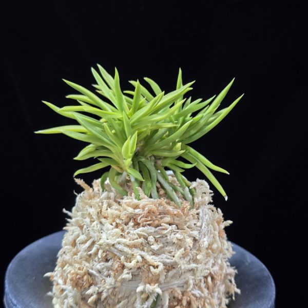 청룡사자 青龍獅子 Seiryujishi