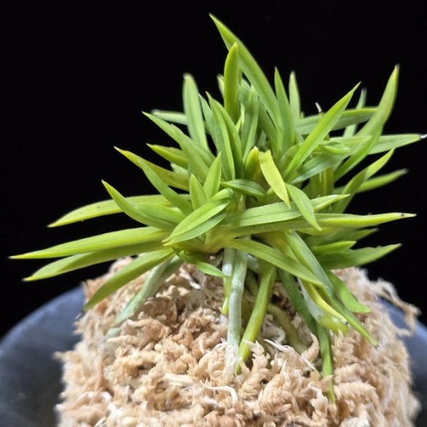 청룡사자 青龍獅子 Seiryujishi
