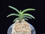 놔 雫 Nwa