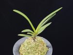 금모단 金牡丹 Kinbotan