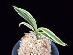청호관 淸湖冠 Cheonghogwan