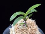 취화모단 翠華牡丹 SuiKabotan