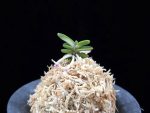 풍천 豊天 Pungcheon (Homeiden+Tengyokuho)
