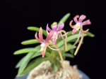 금은홍매 金銀紅梅 KinginKobai (Kinginrasha*Kobai)