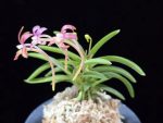 금은홍매 金銀紅梅 KinginKobai (Kinginrasha*Kobai)