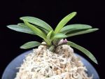 월영금 月影錦 Wolyeonggeum (Ruby root)