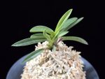 월영금 月影錦 Wolyeonggeum (Ruby root)