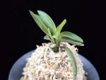 월영금 月影錦 Wolyeonggeum (Ruby root)