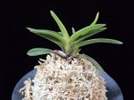 월영금 月影錦 Wolyeonggeum (Ruby root)