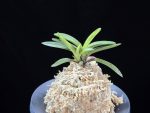 월영금 月影錦 Wolyeonggeum (Ruby root)