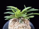 월영금 月影錦 Wolyeonggeum (Ruby root)