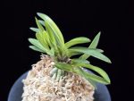 월영금 月影錦 Wolyeonggeum (Ruby root)