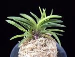 월영금 月影錦 Wolyeonggeum (Ruby root)