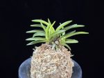 월영금 月影錦 Wolyeonggeum (Ruby root)