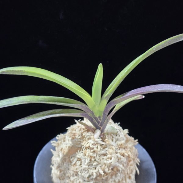 대하 大河 Daeha(Taiga) (Ruby root)