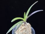 대하 大河 Daeha(Taiga) (Ruby root)