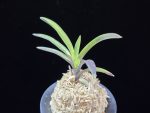 대하 大河 Daeha(Taiga) (Ruby root)
