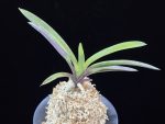 대하 大河 Daeha(Taiga) (Ruby root)
