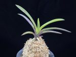 대하 大河 Daeha(Taiga) (Ruby root)