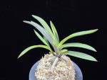 대하 大河 Daeha(Taiga) (Ruby root)