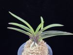 대하 大河 Daeha(Taiga) (Ruby root)