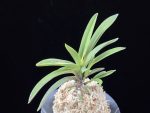 대하 大河 Daeha(Taiga) (Ruby root)