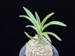 대하 大河 Daeha(Taiga) (Ruby root)