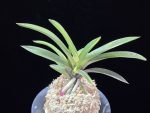 대하 大河 Daeha(Taiga) (Ruby root)