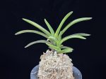 대하 大河 Daeha(Taiga) (Ruby root)