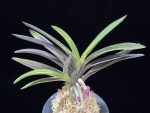 대하 大河 Daeha(Taiga) (Ruby root)