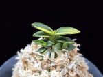 취월호 翠月湖 Chwiwolho(Seedling)