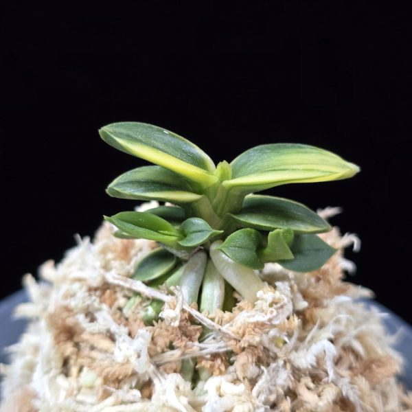 취월호 翠月湖 Chwiwolho(Seedling)