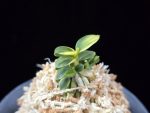 취월호 翠月湖 Chwiwolho(Seedling)